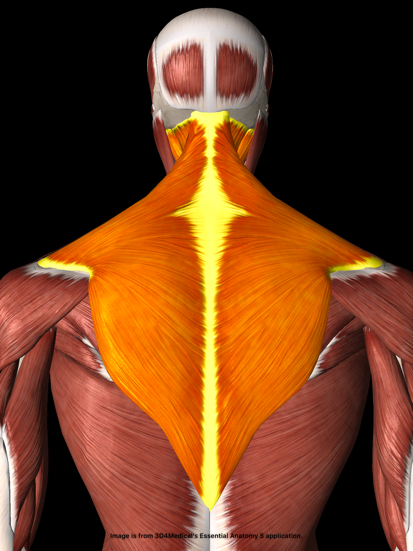 neck muscles